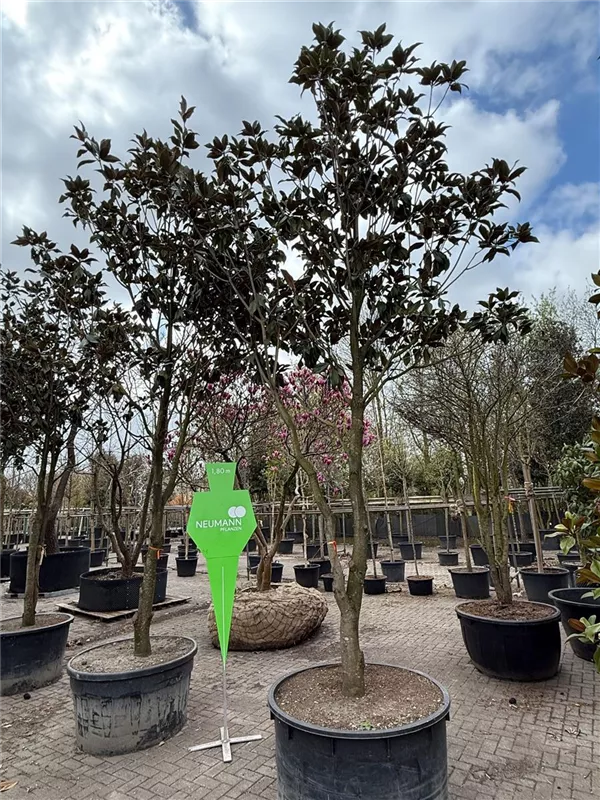 Magnolia grandiflora 'Galissonniere'