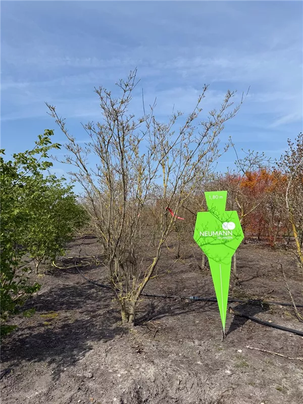 Cornus 'Stellar Pink' -R-