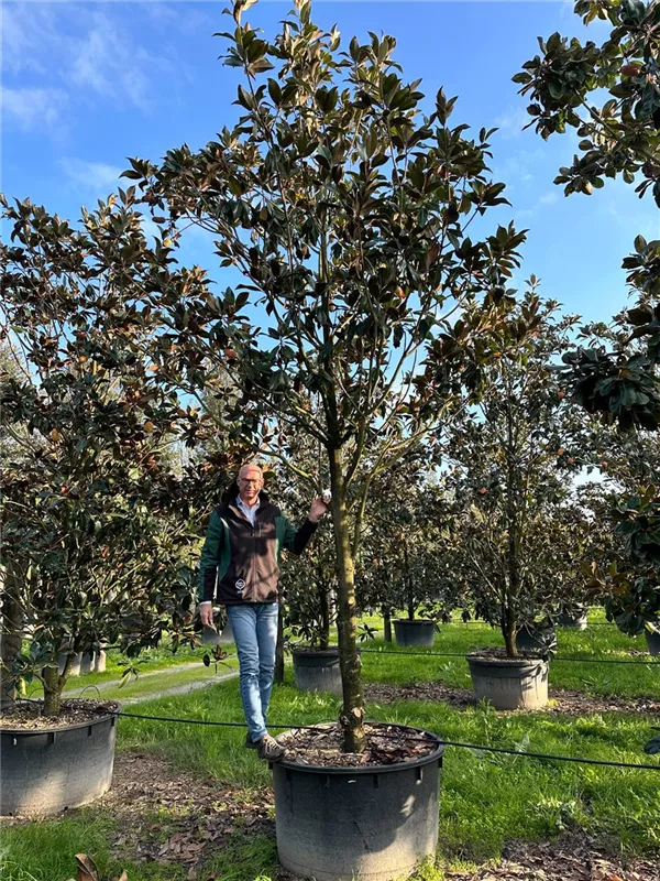 Magnolia grandiflora 'Galissonniere'