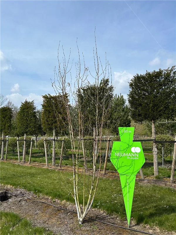 Betula jacquemontii