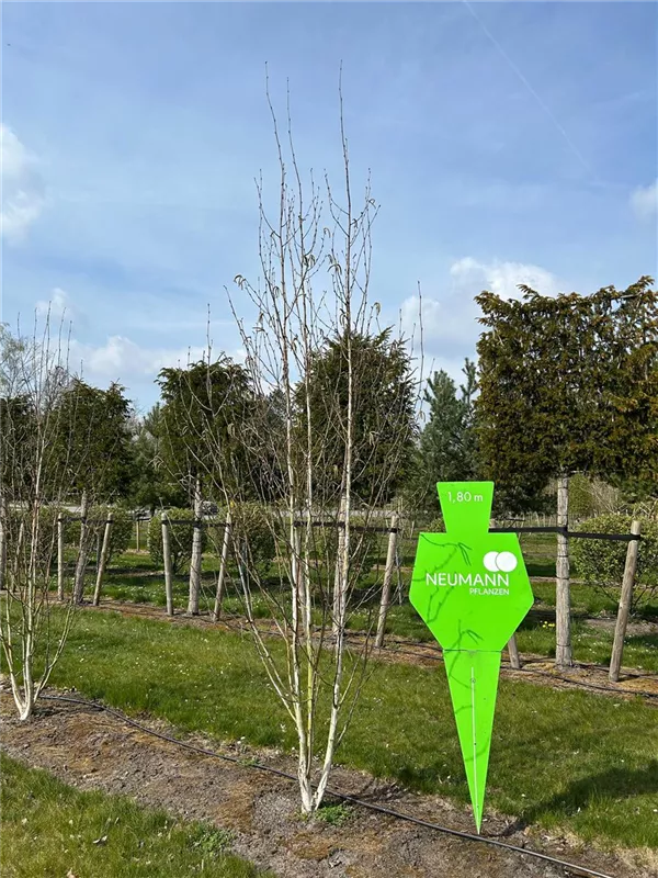 Betula jacquemontii
