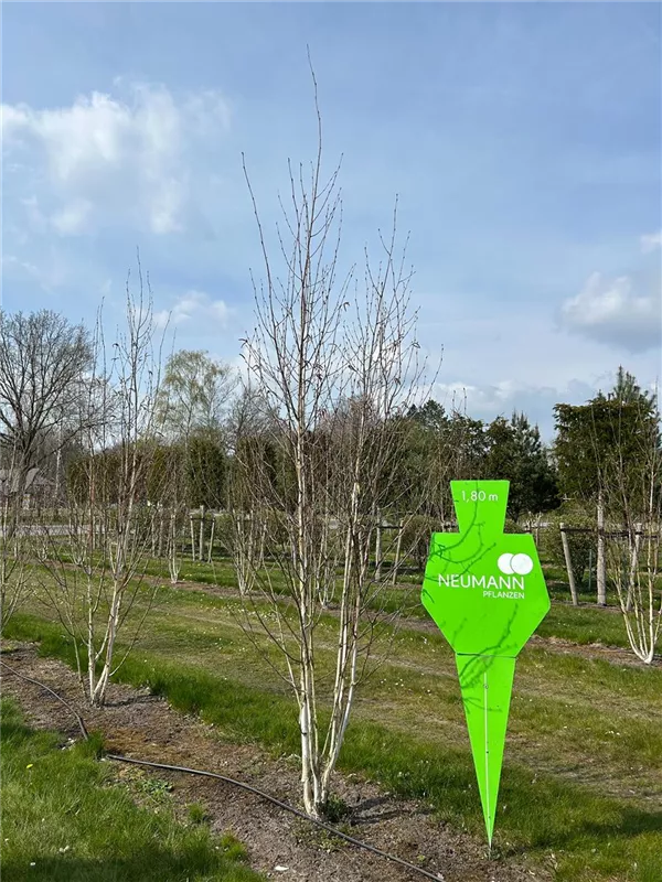 Betula jacquemontii