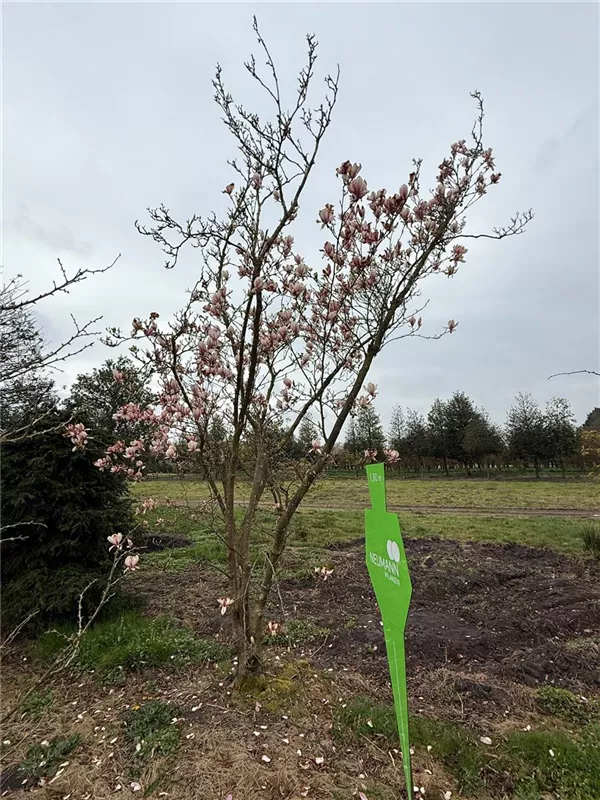 Magnolia soulangiana