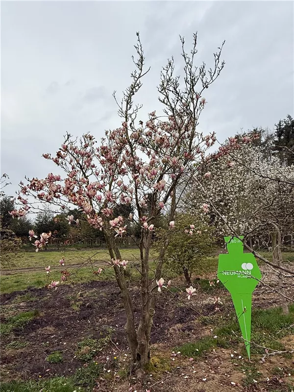 Magnolia soulangiana