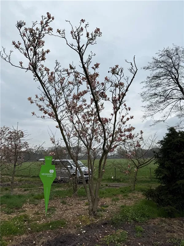 Magnolia soulangiana