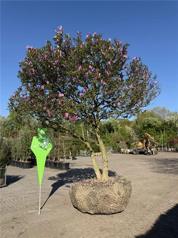 Magnolia 'Susan'