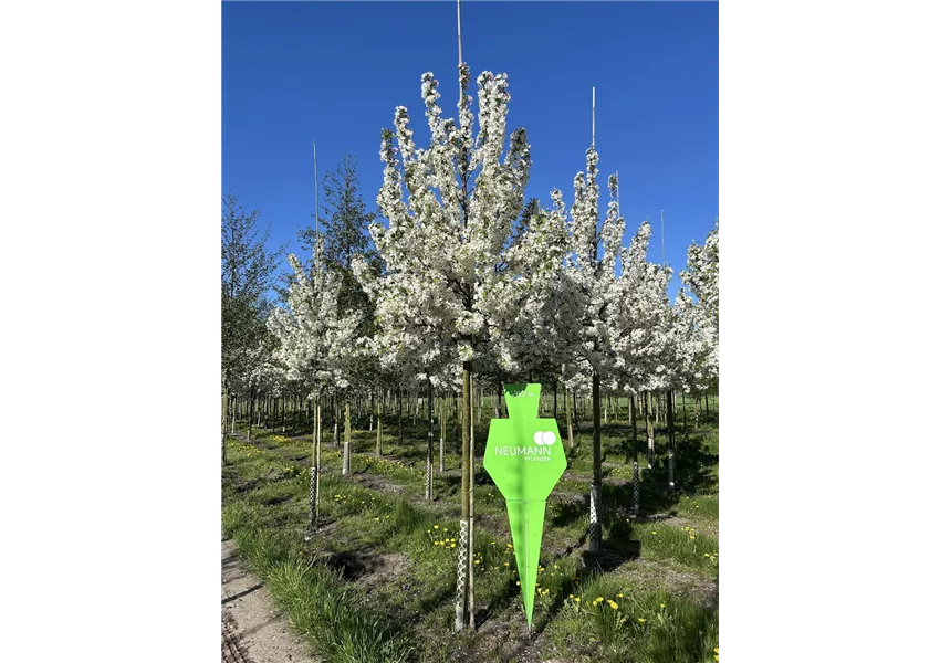 Zierapfel 'Evereste' -R-