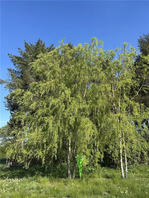 Salix alba 'Tristis'