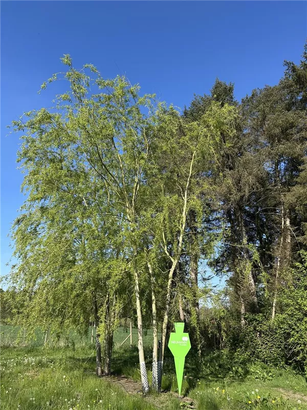 Salix alba 'Tristis'