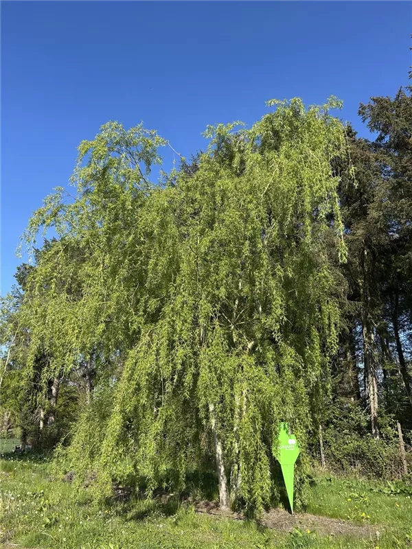 Salix alba 'Tristis'