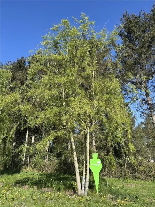 Salix alba 'Tristis'