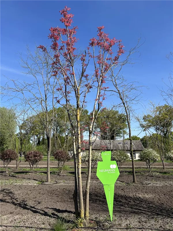 Toona sinensis 'Flamingo'