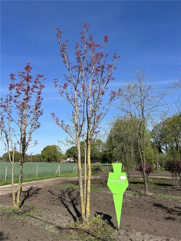 Toona sinensis 'Flamingo'