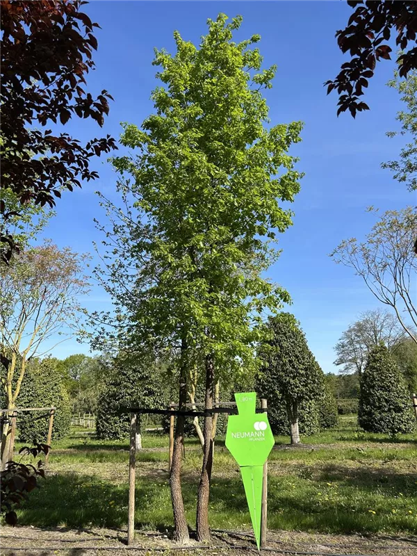 Quercus pubescens