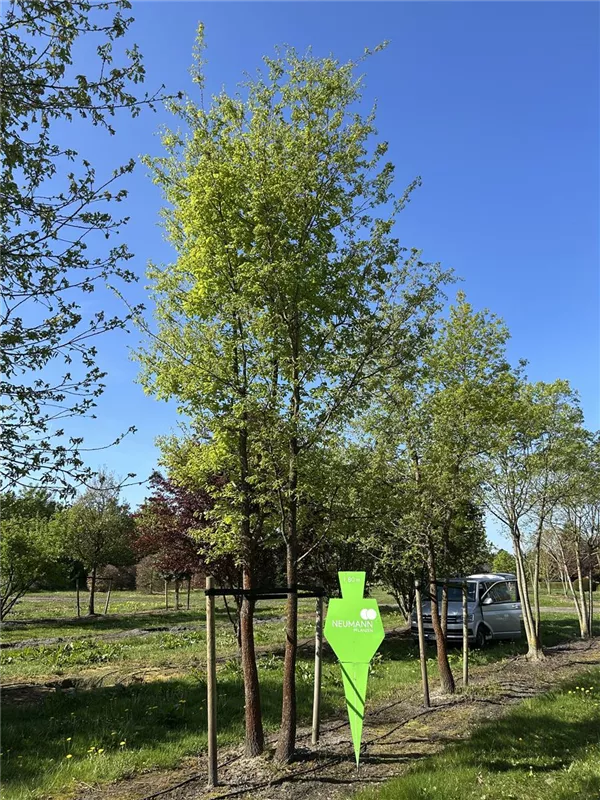 Quercus pubescens