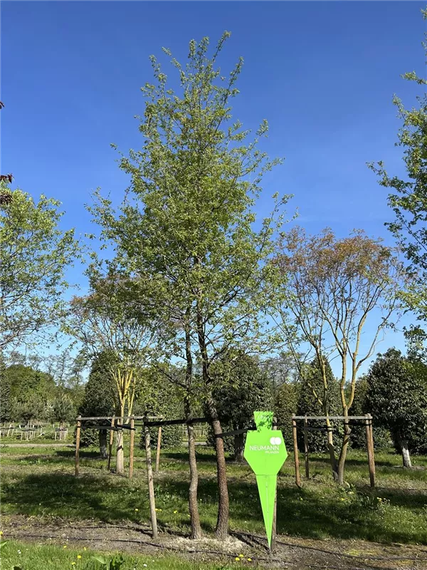 Quercus pubescens