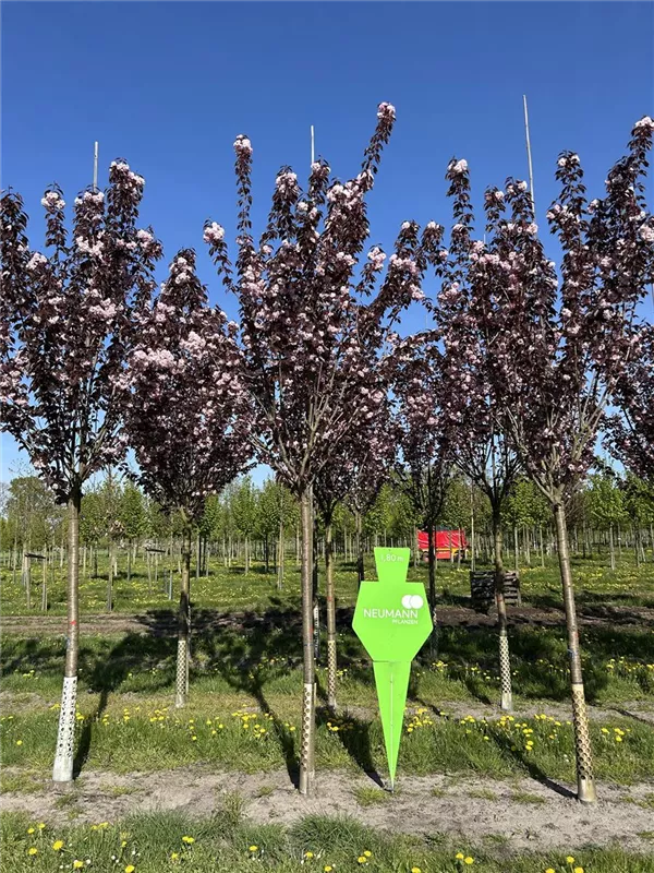 Prunus serrulata 'Royal Burgundy'