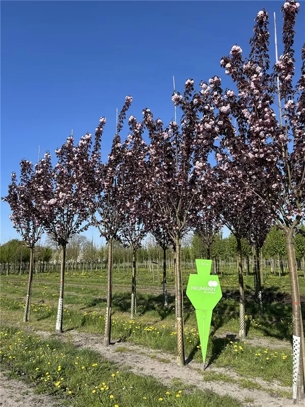 Prunus serrulata 'Royal Burgundy'
