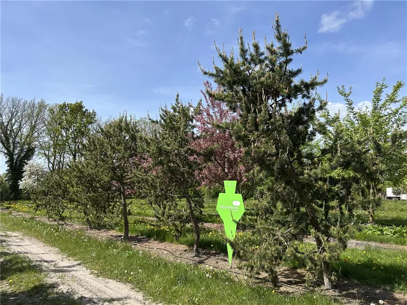 Pinus banksiana