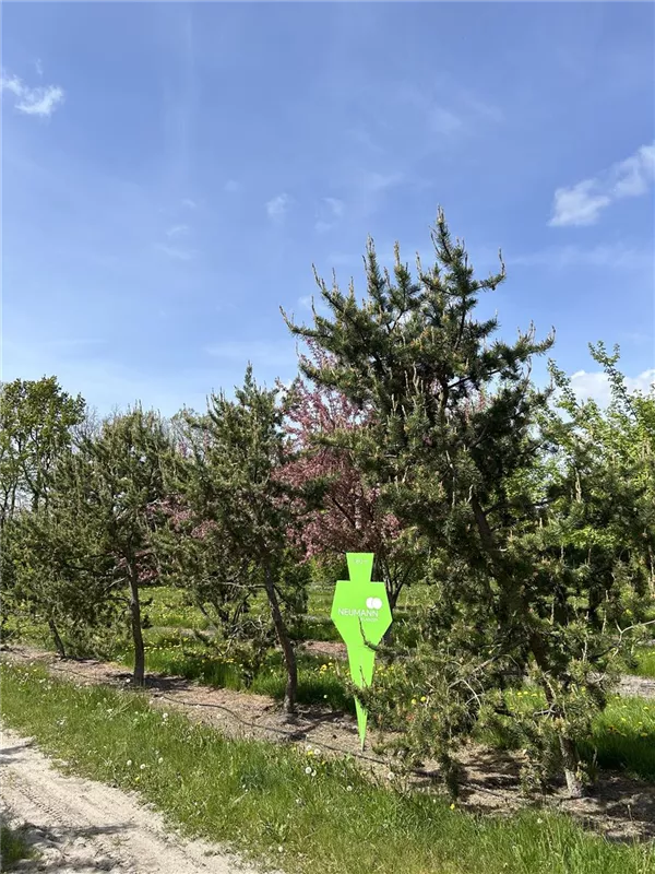 Pinus banksiana