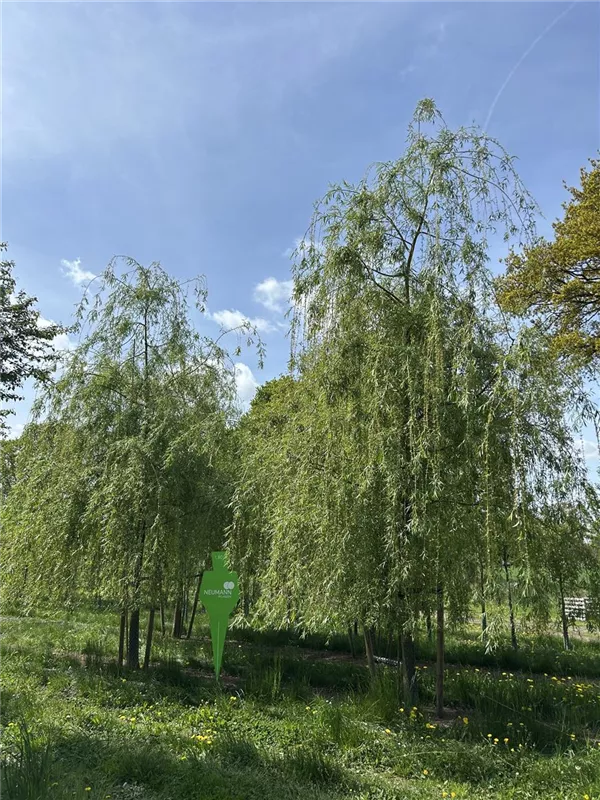 Salix alba 'Tristis'