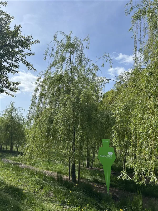 Salix alba 'Tristis'