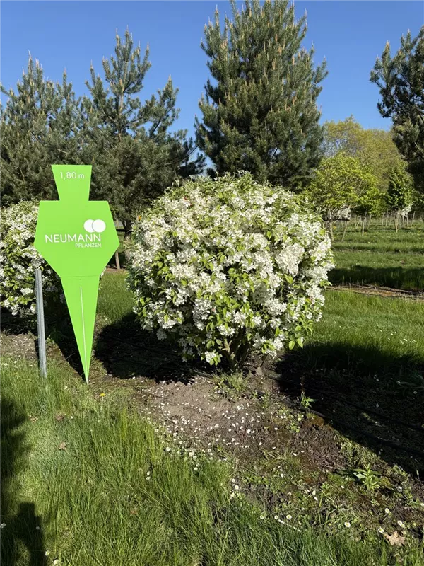 Malus 'Evereste' -R-