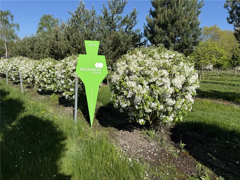 Malus 'Evereste' -R-