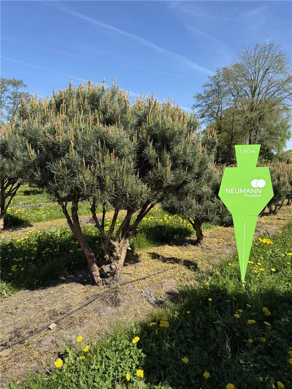 Pinus sylvestris 'Watereri'