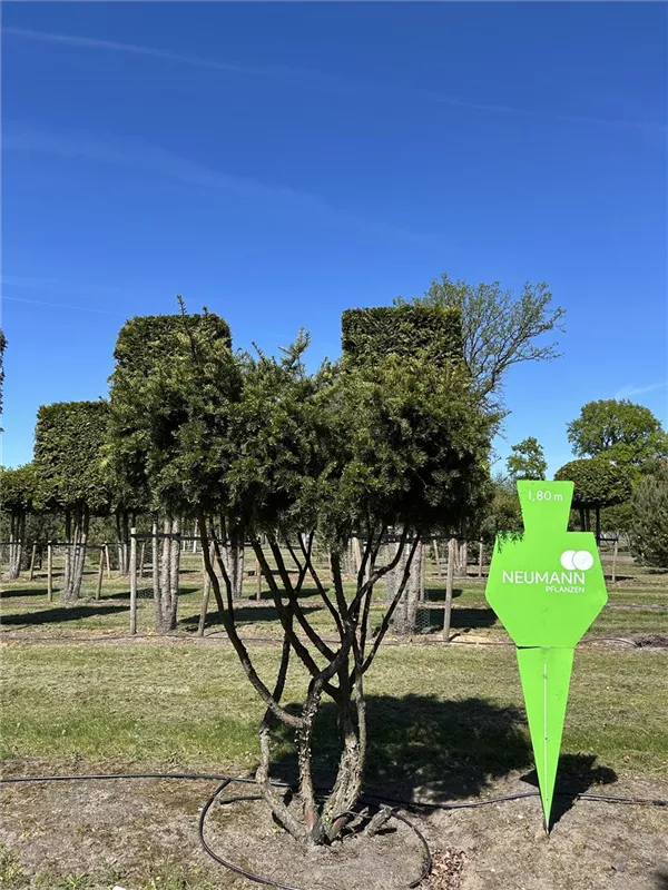Taxus cuspidata