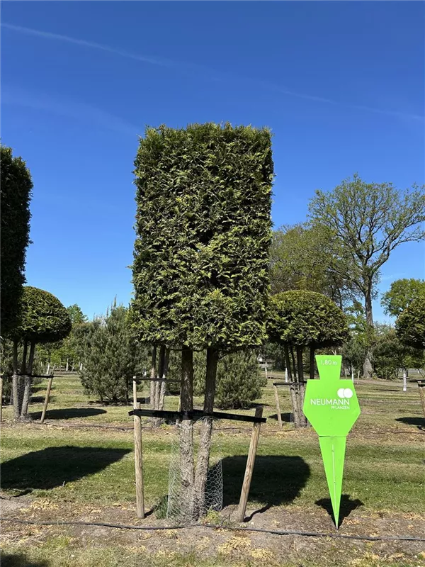 Thuja occidentalis 'Brabant'