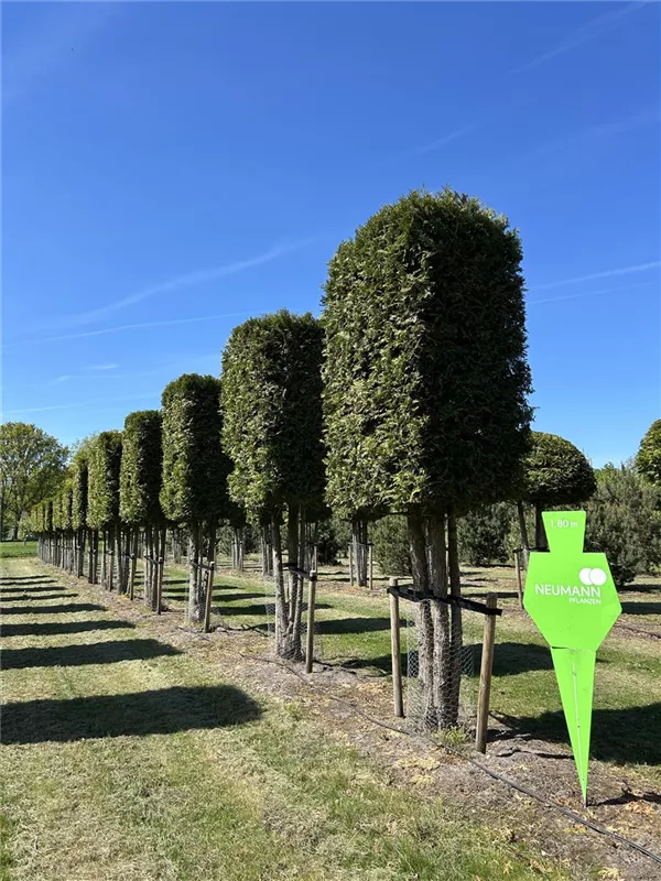 Thuja occidentalis 'Brabant'