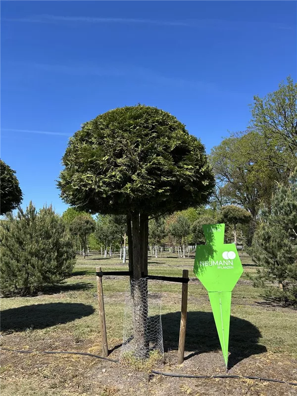 Thuja occidentalis 'Brabant'
