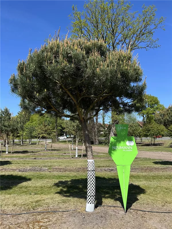 Pinus sylvestris