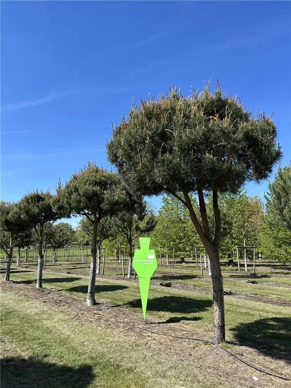 Pinus sylvestris