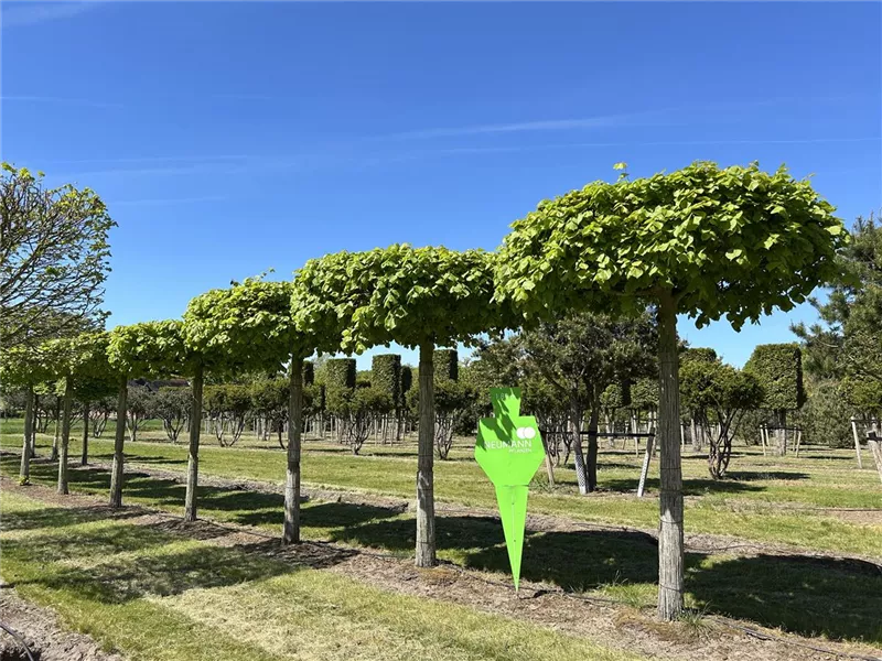 Tilia europaea 'Pallida'