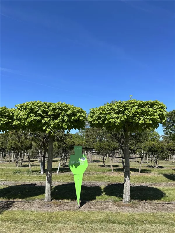 Tilia europaea 'Pallida'