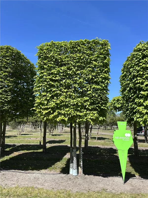 Carpinus betulus