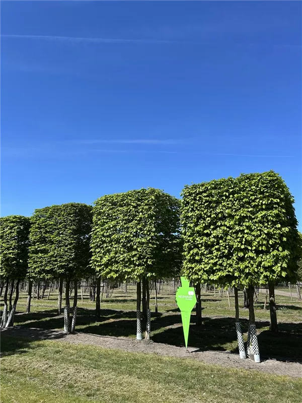 Carpinus betulus