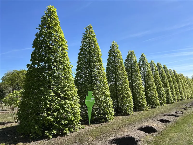 Tilia europaea 'Pallida'