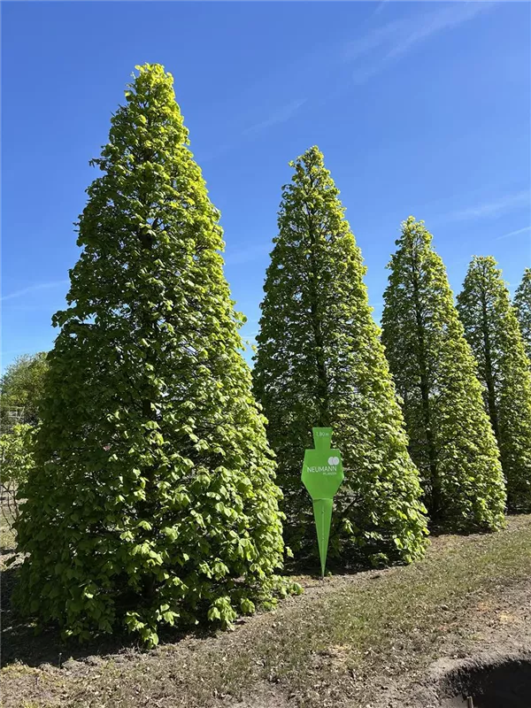 Tilia europaea 'Pallida'