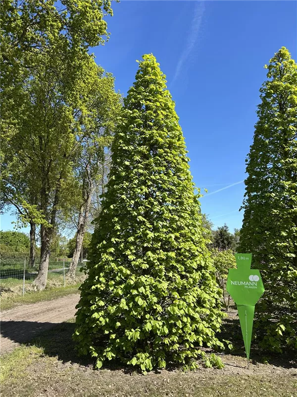 Tilia europaea 'Pallida'
