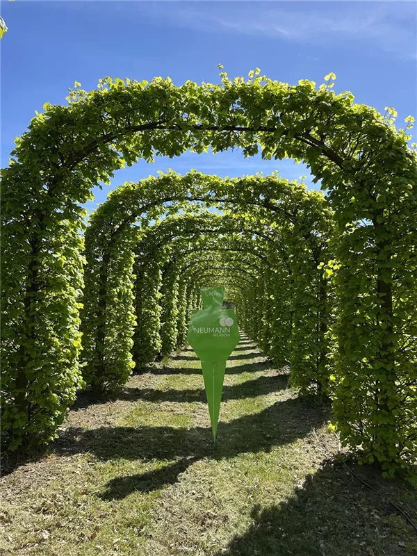 Tilia europaea 'Pallida'