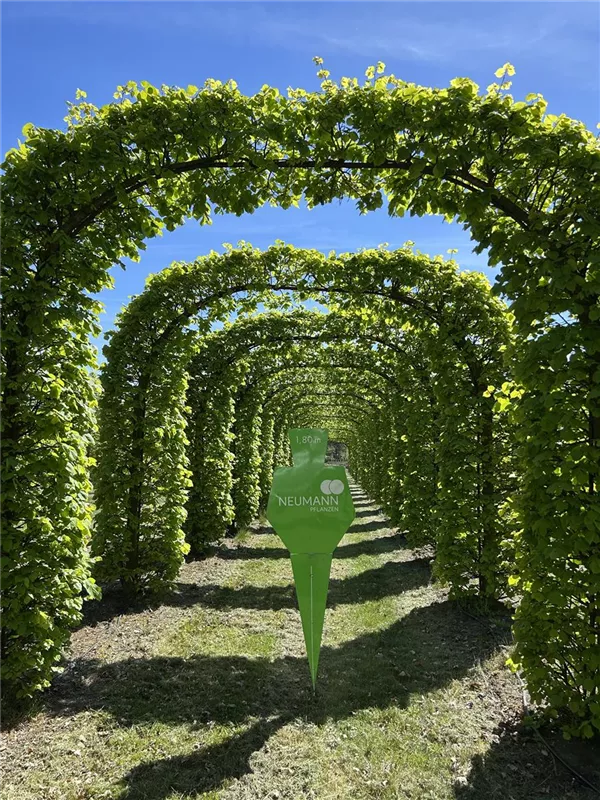 Tilia europaea 'Pallida'