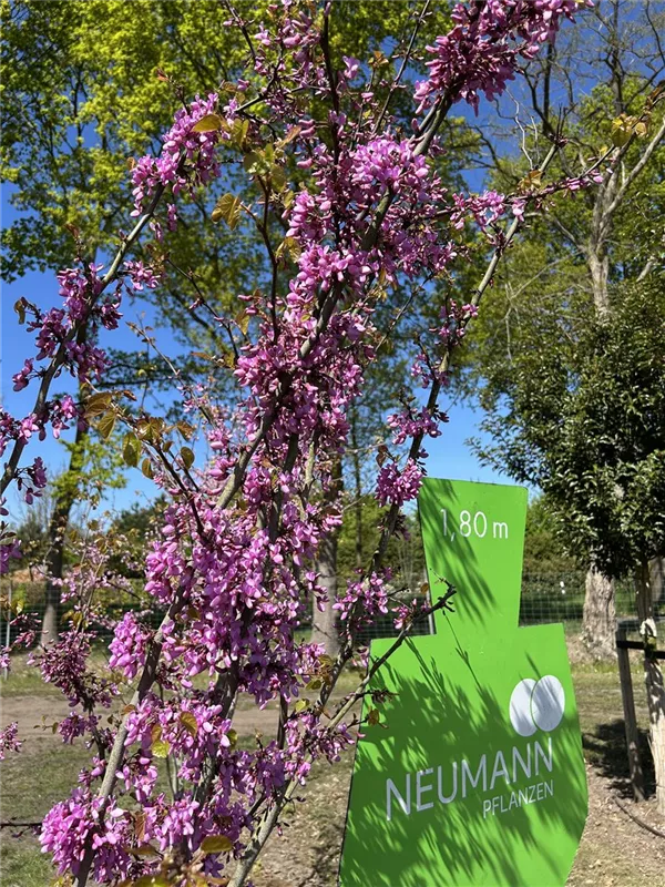 Cercis siliquastrum