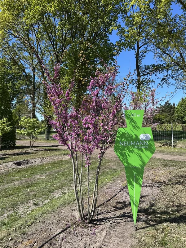 Cercis siliquastrum