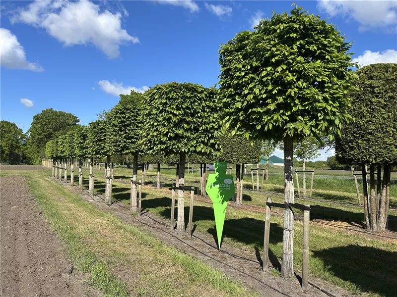 Carpinus betulus