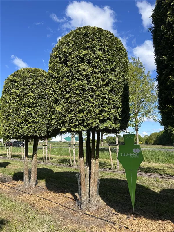Thuja occidentalis 'Brabant'