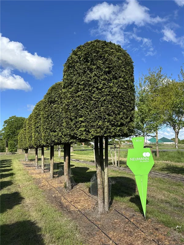 Thuja occidentalis 'Brabant'