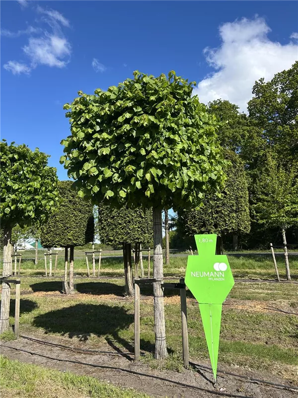 Tilia europaea 'Pallida'